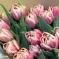 Букет из 15 пионовидных тюльпанов